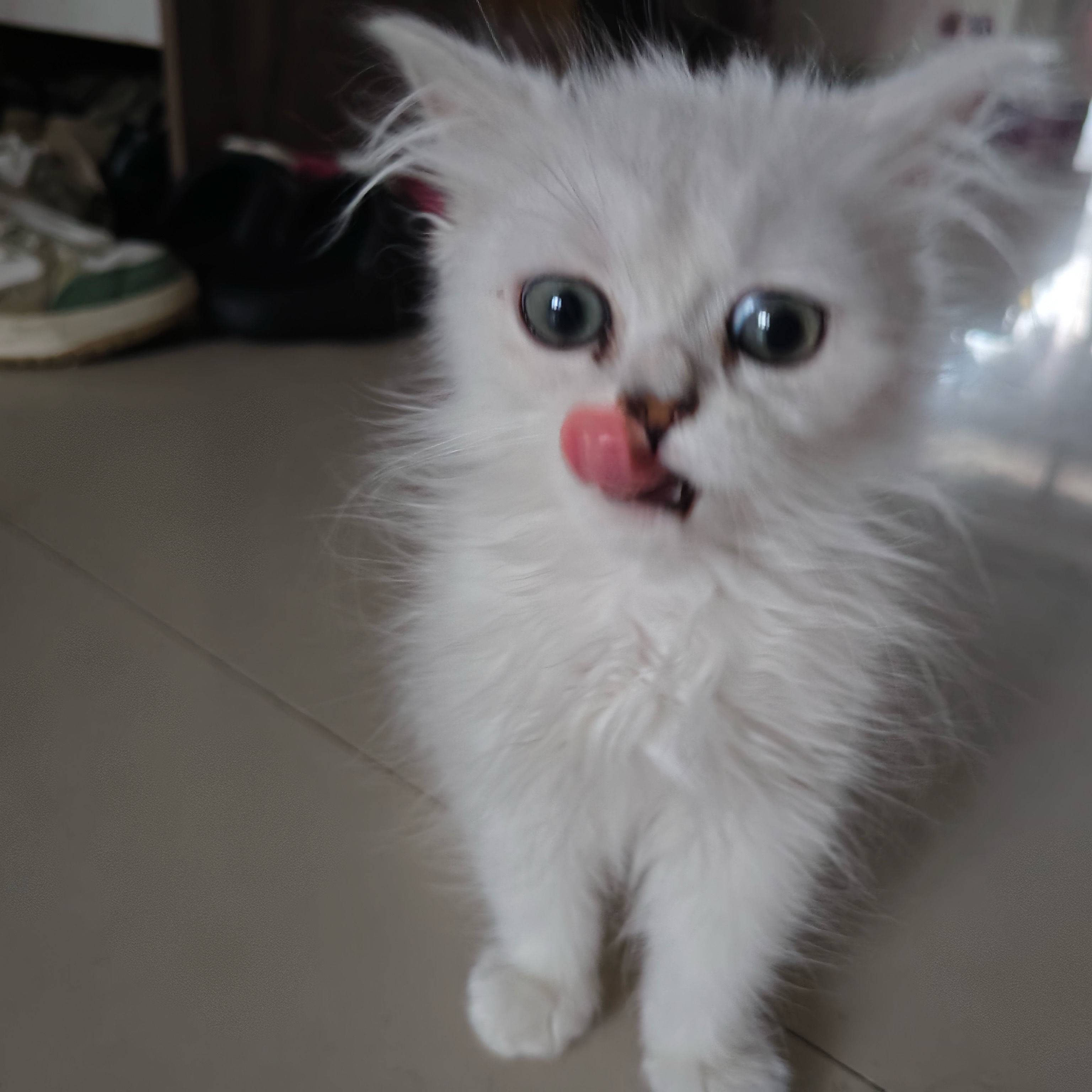 鱼