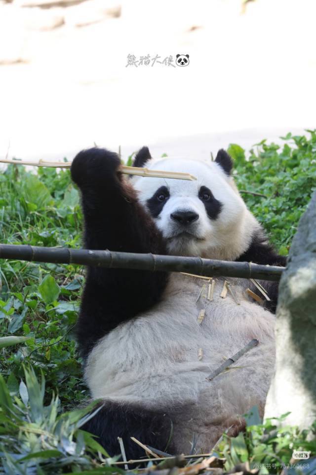 思归乐