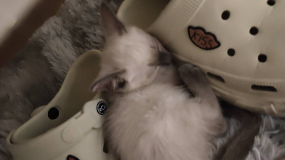 小懒懒