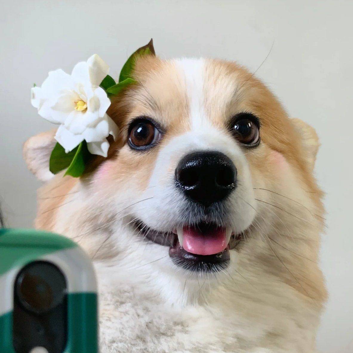 密涅瓦的猫头鹰