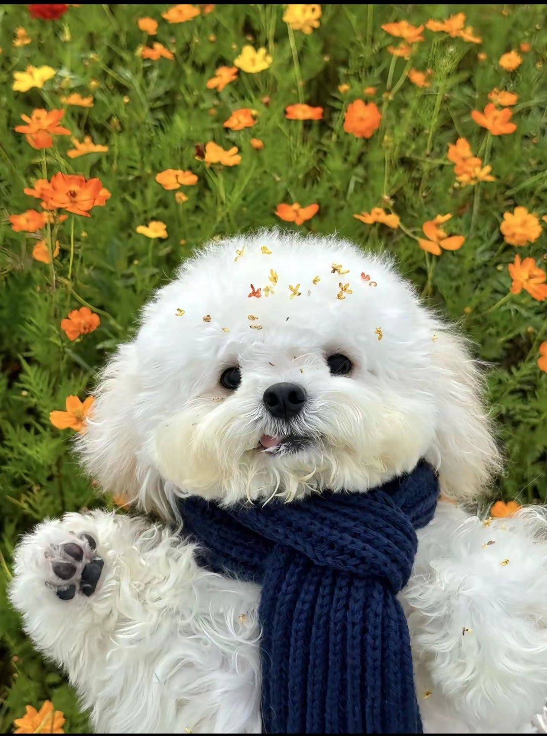 爱🌸de萌猫