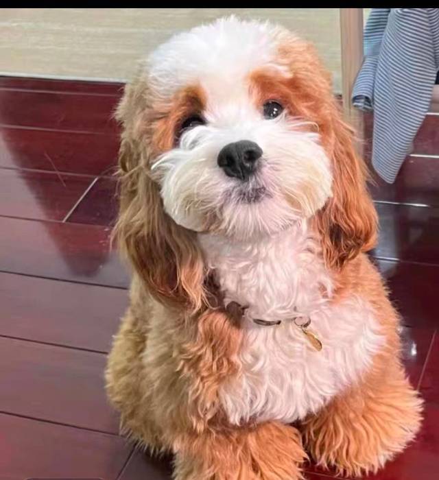 转租