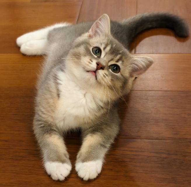 婧莜