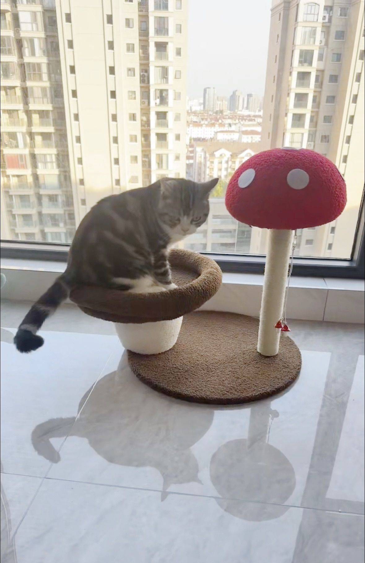 维维