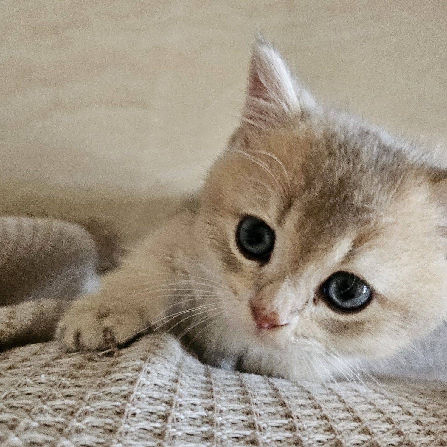 蓝百