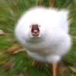 404