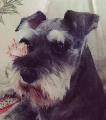 杨老黑灰黑白黑花白