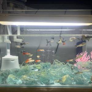 百事可爱的日子