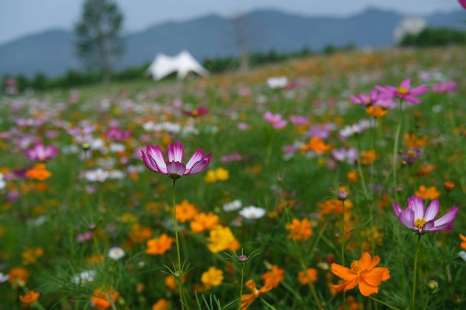 坠入生活的慢节奏