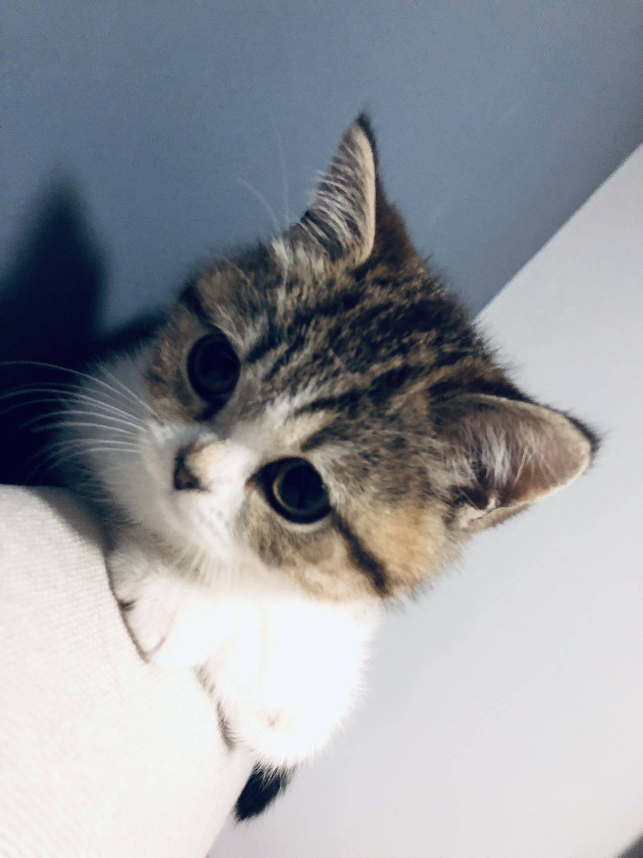 道哥是一只小猫