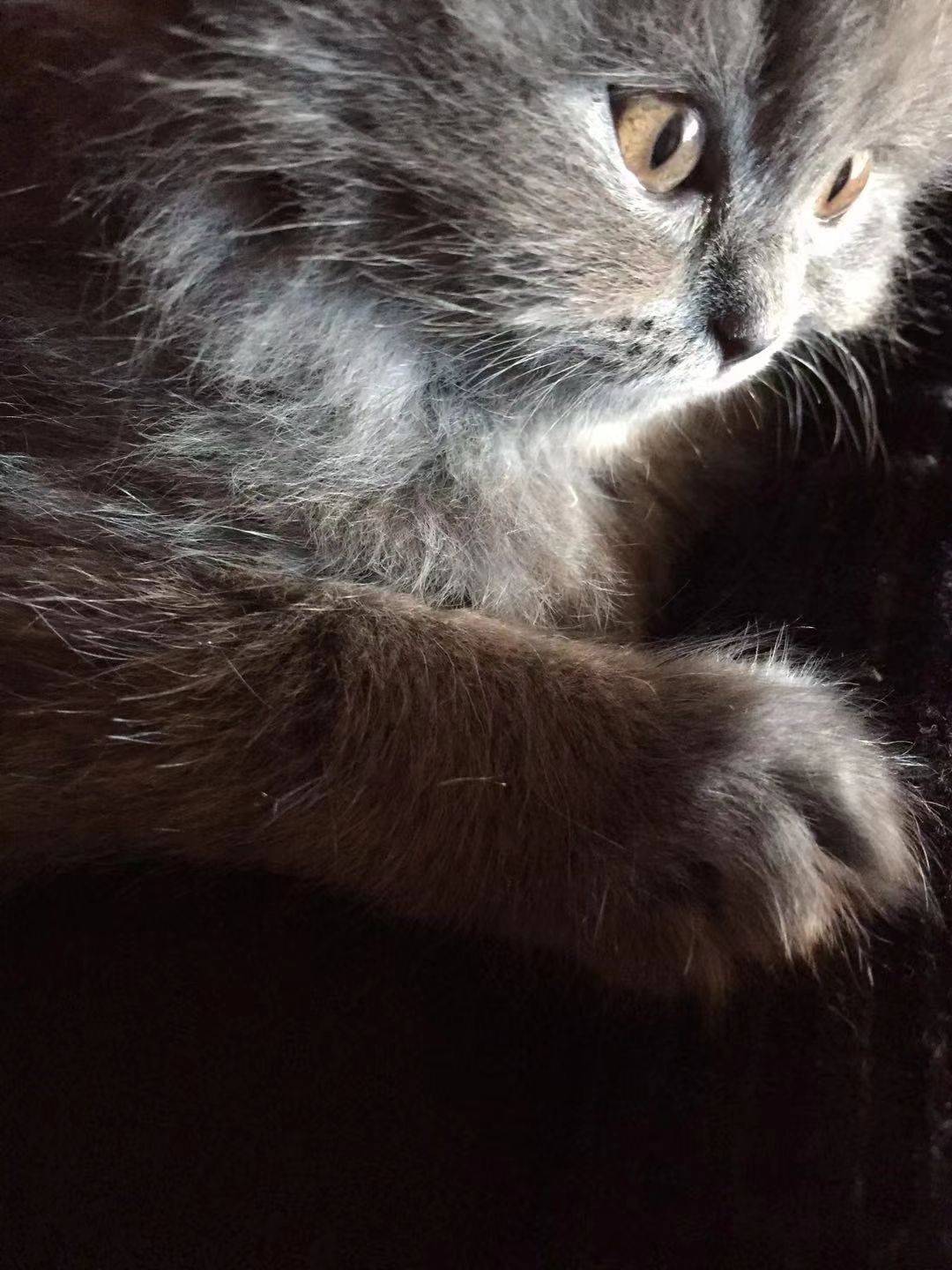 生活不易,猪猪叹气
