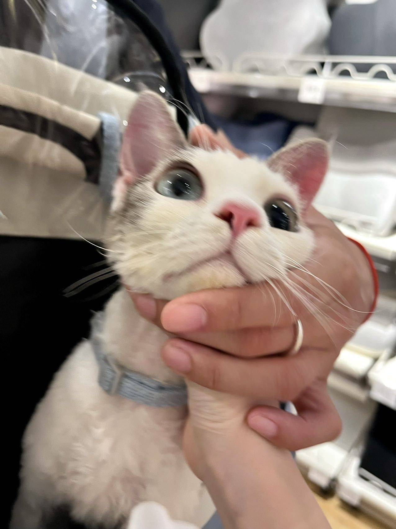 好き