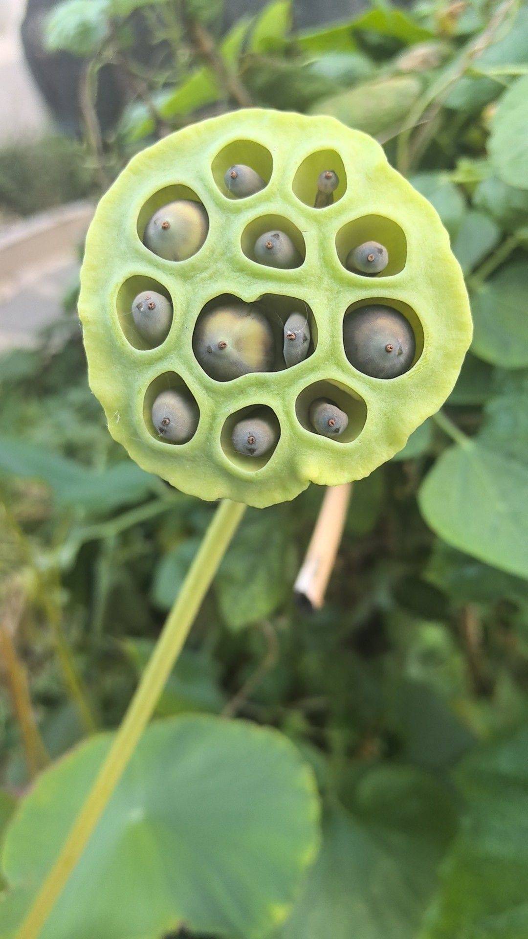 月底收租
