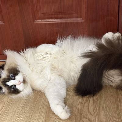 橙子