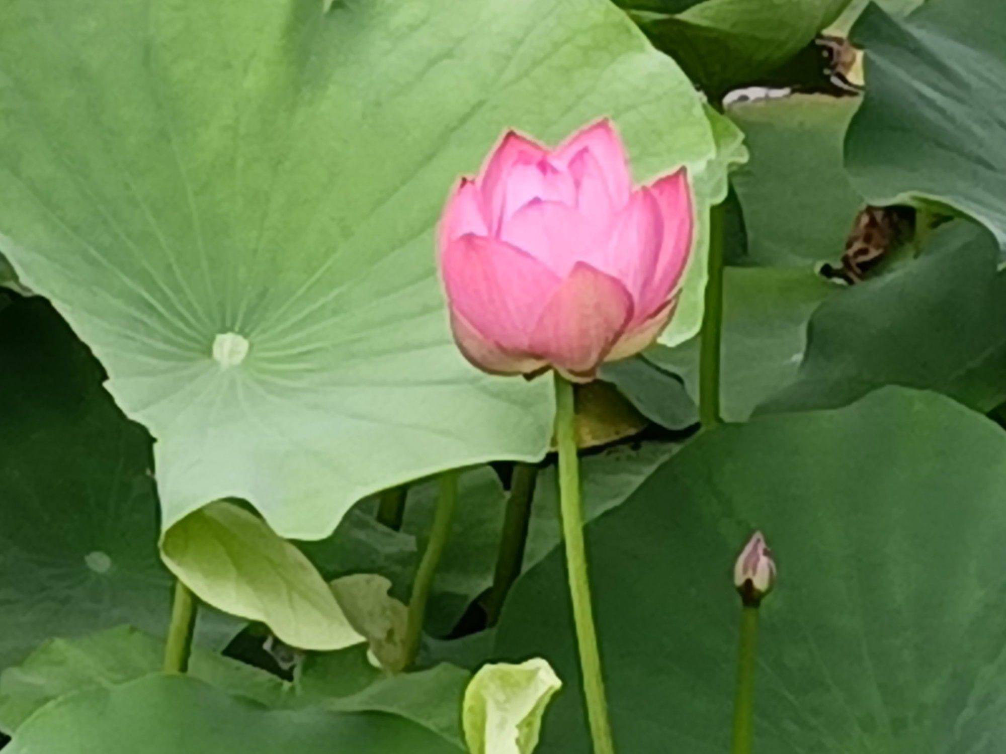 明明