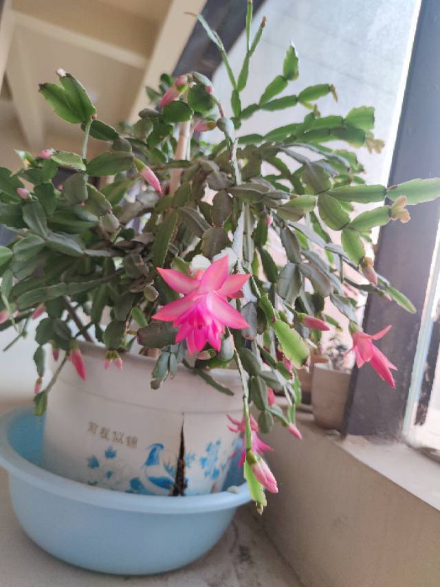 日子平淡，好在我喜欢