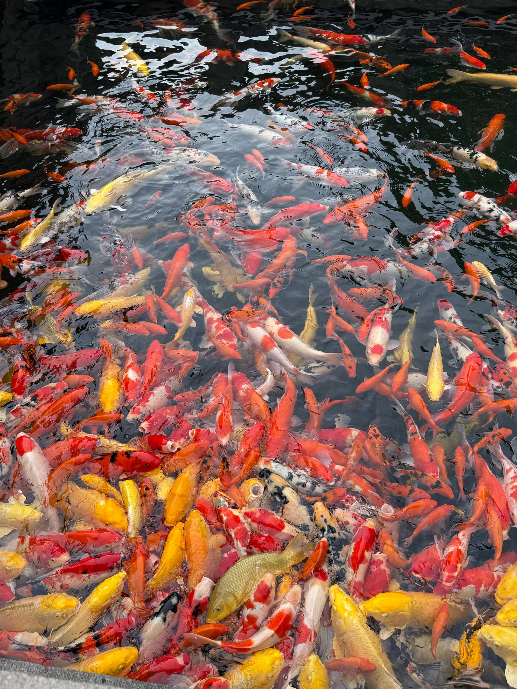 顾沐沐