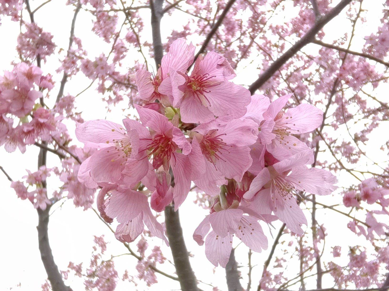 水晶苹果（房东直租）