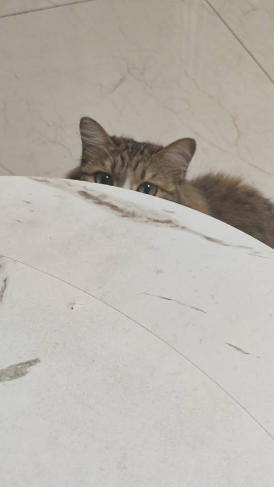 七