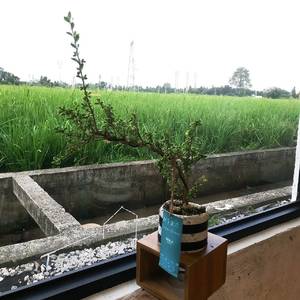 小树