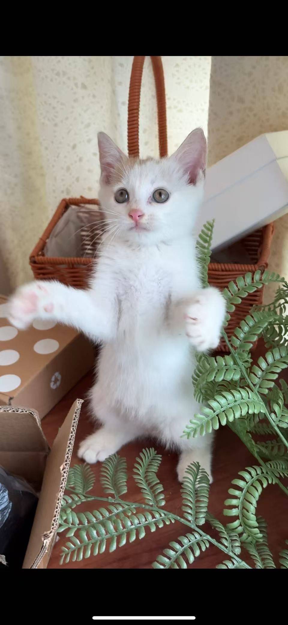 gggg kakaxi