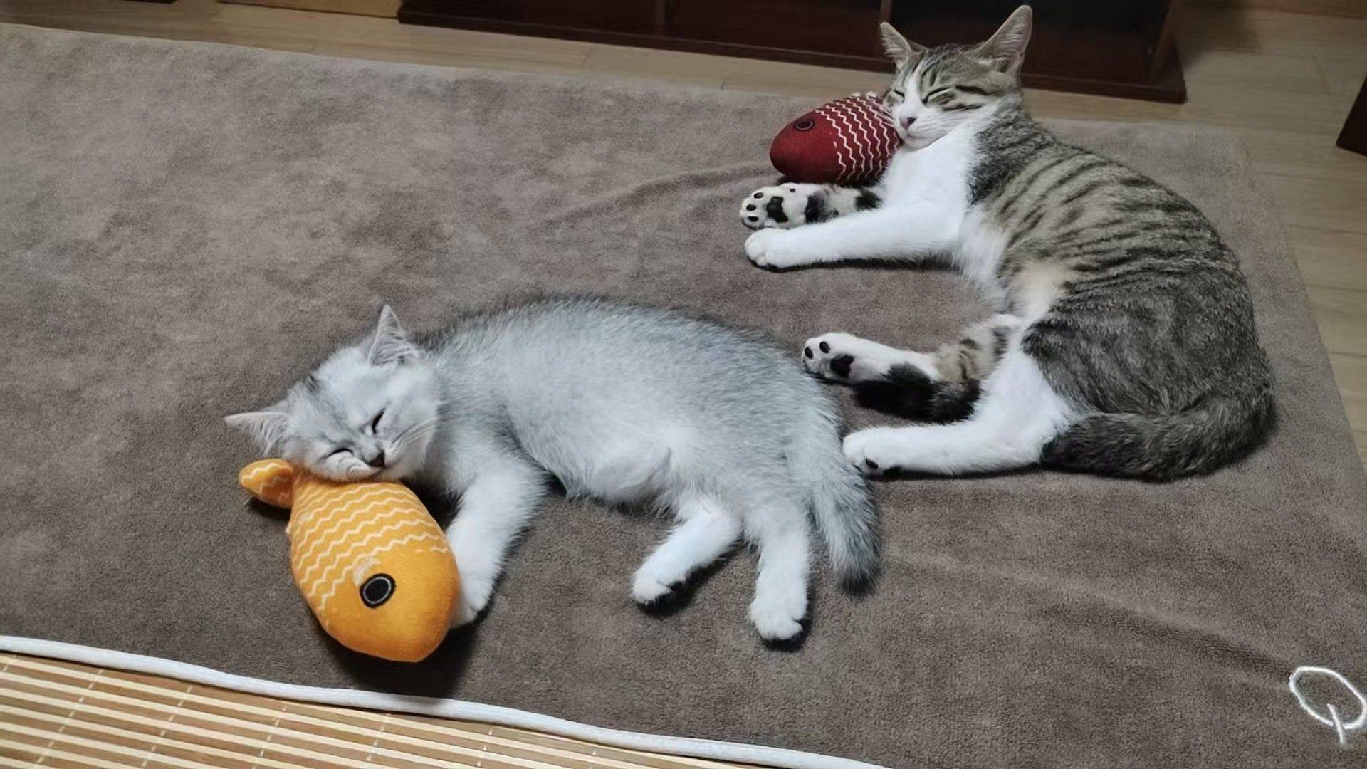 小猪佩奇水上漂