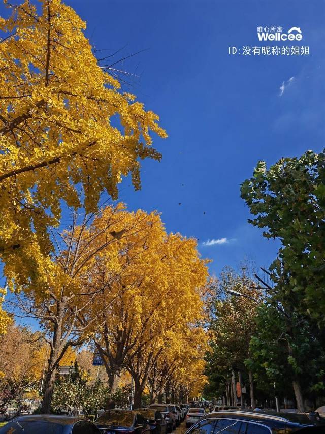 没有昵称的姐姐