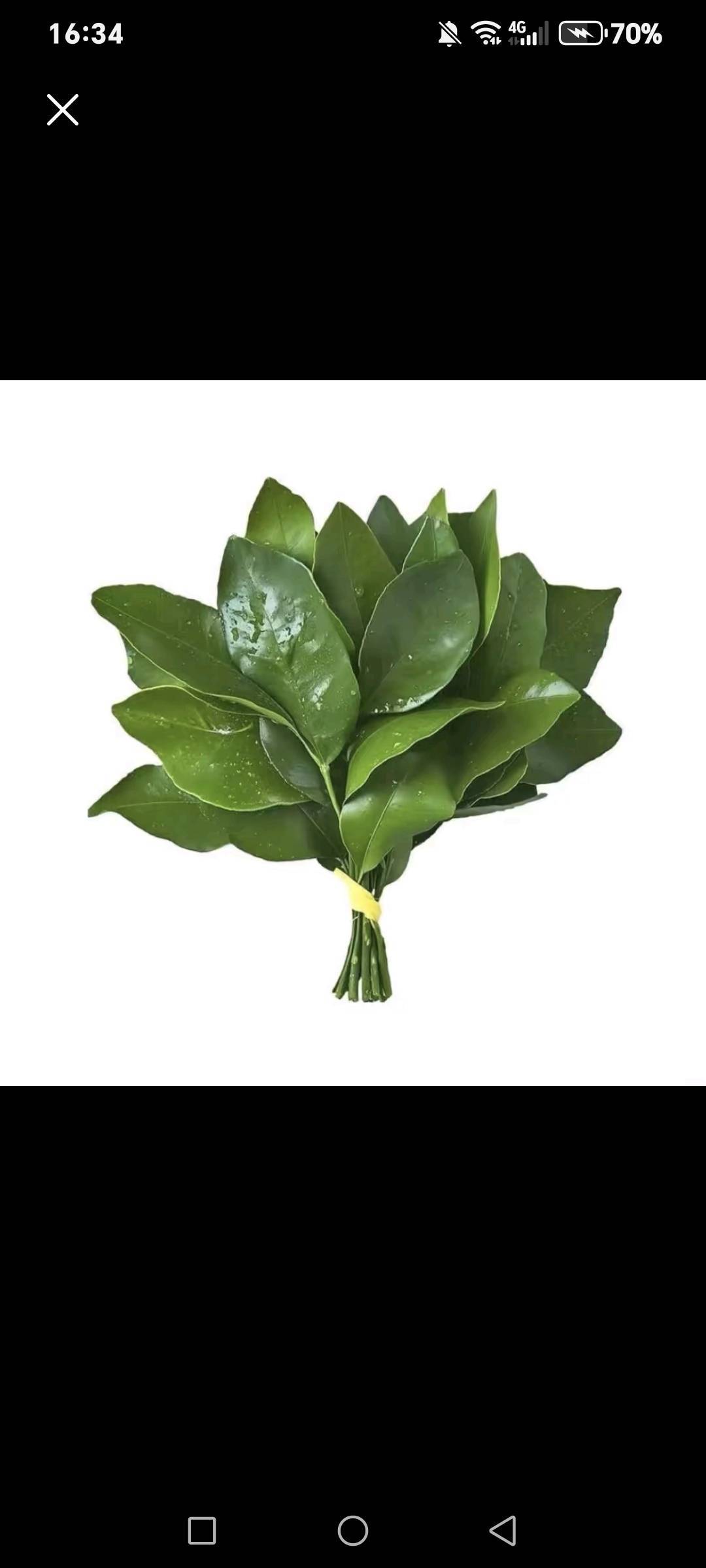 抹茶奥利奥初来乍到，请多关照！