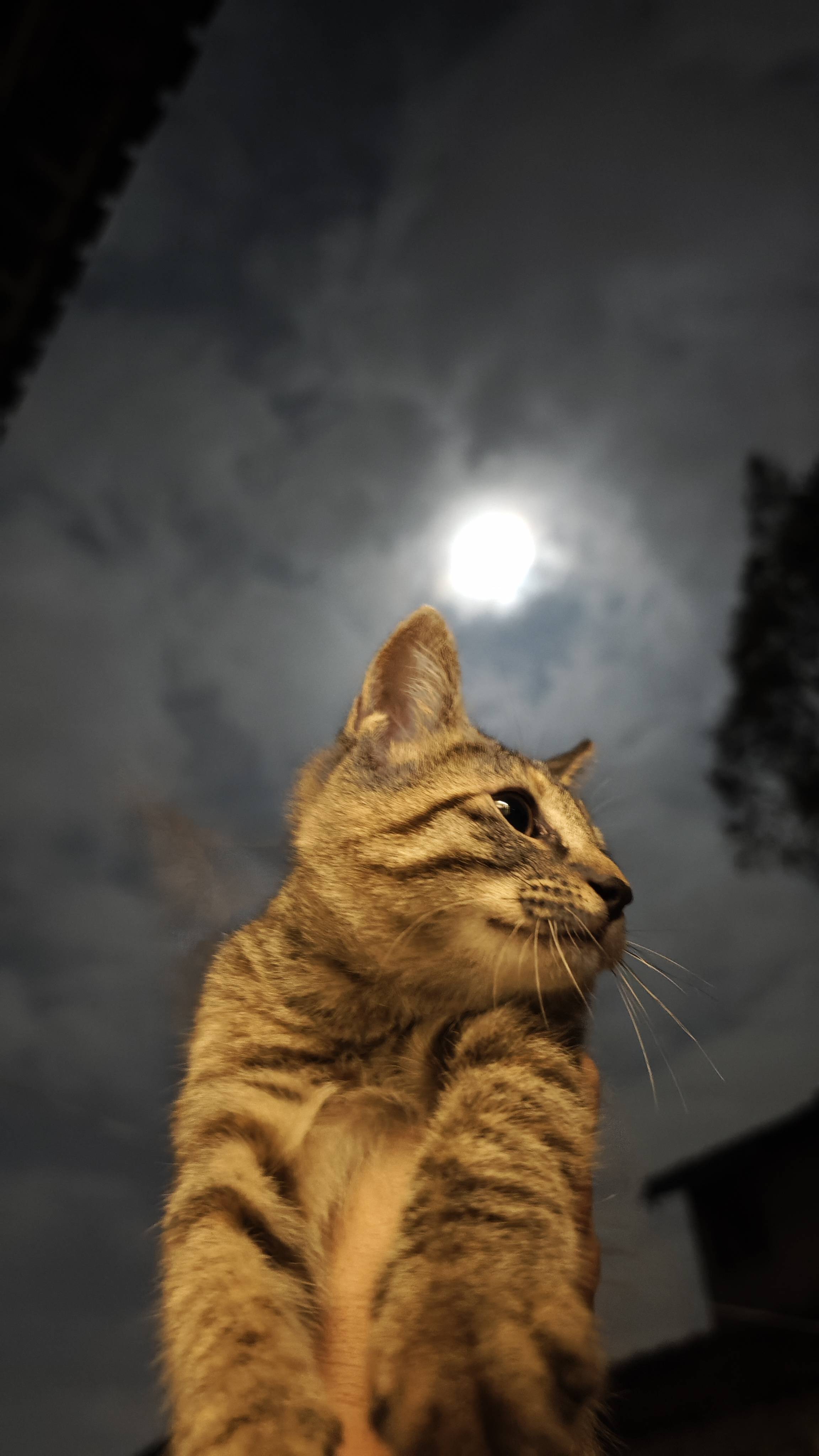 Sam