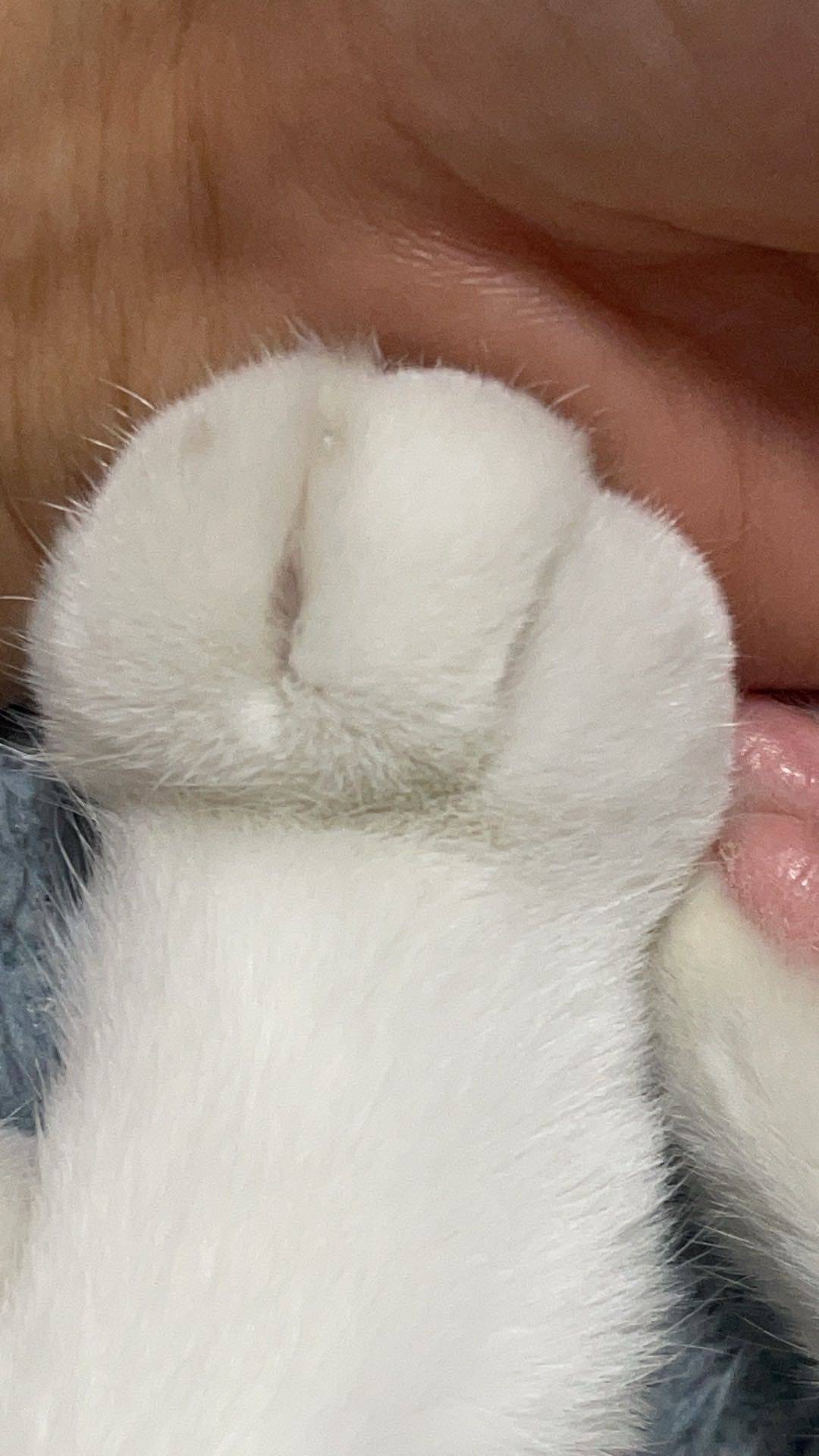 龙首原转租房租