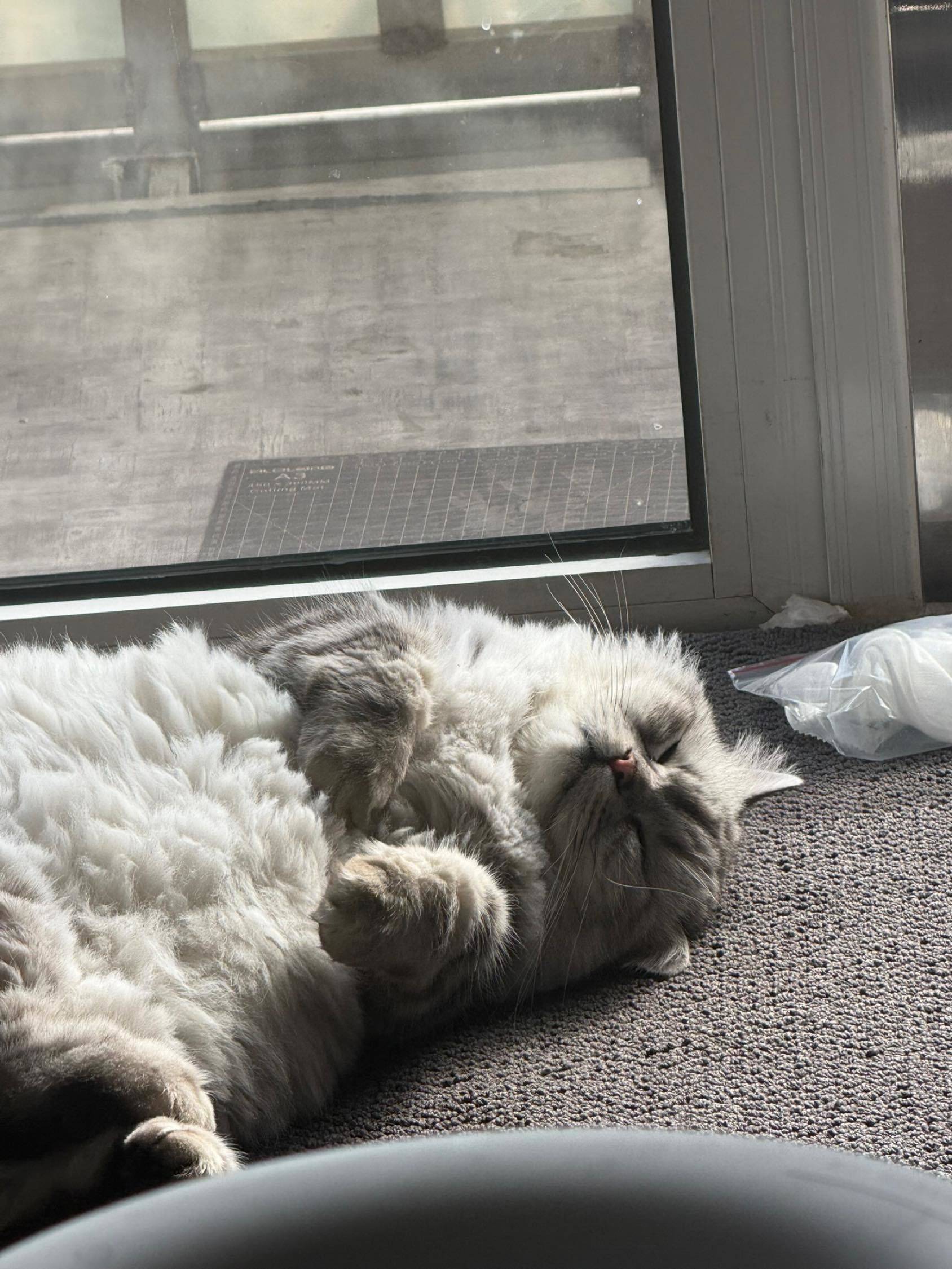 小十二🐱