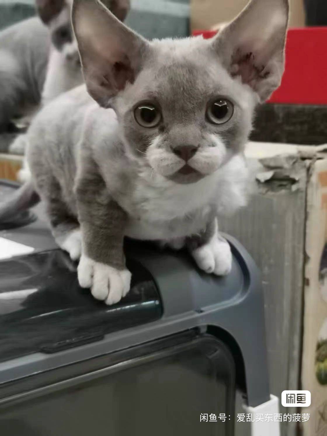 菠萝