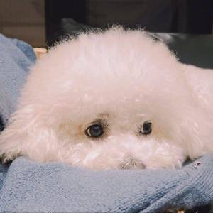迪迪
