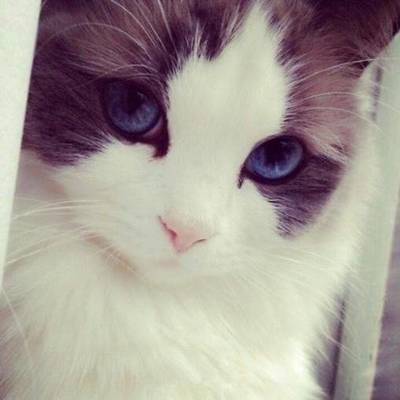 小花猫