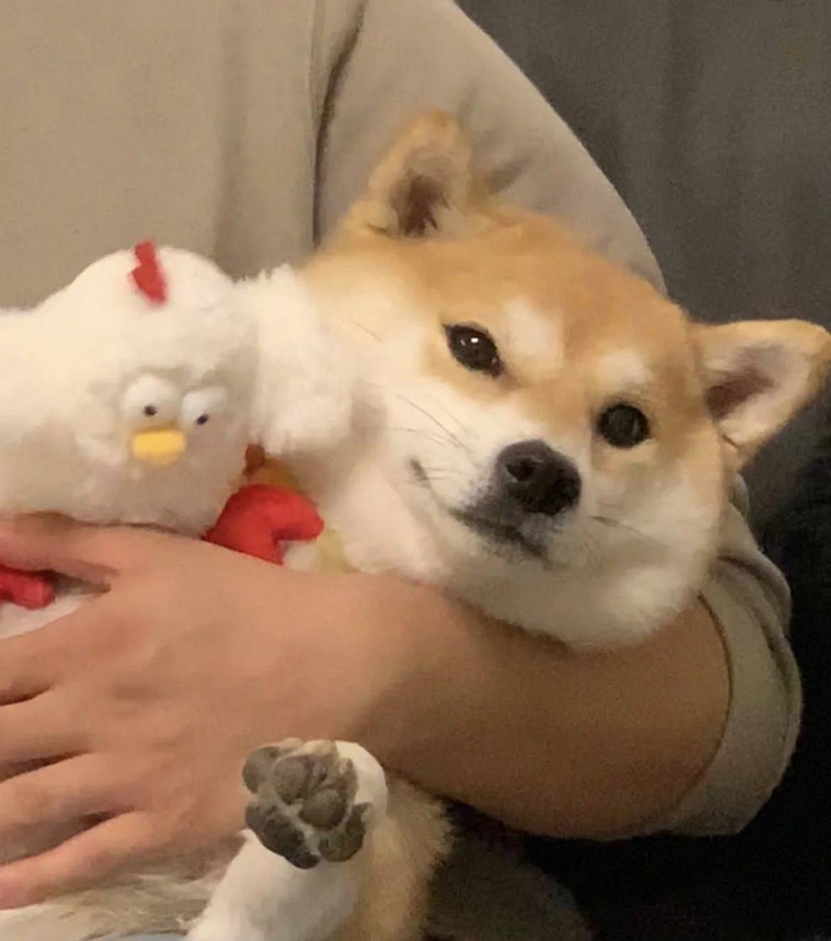 明星房东直租梁生