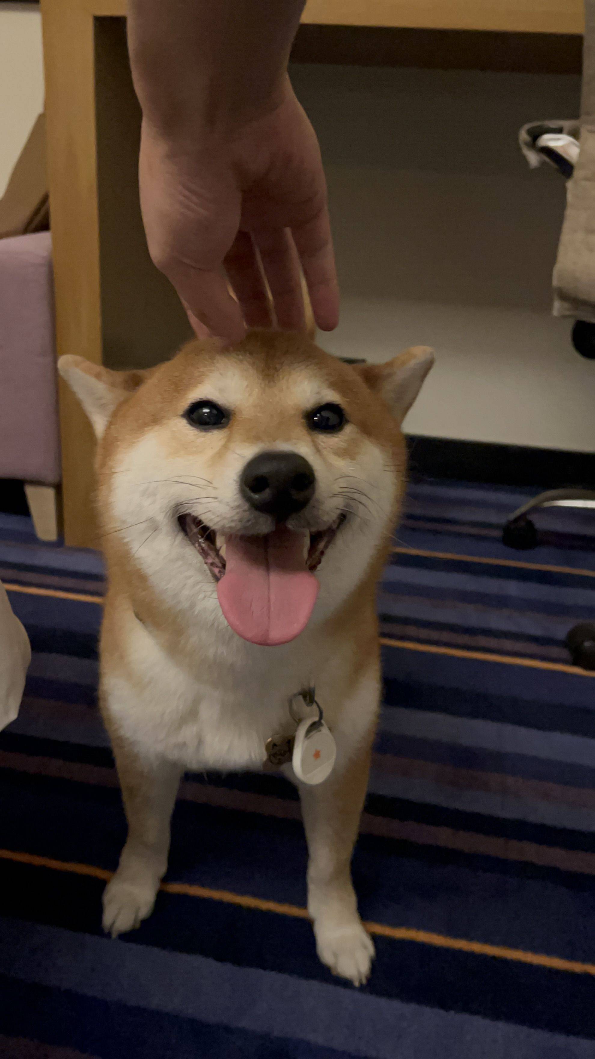 镇定机智小飞侠