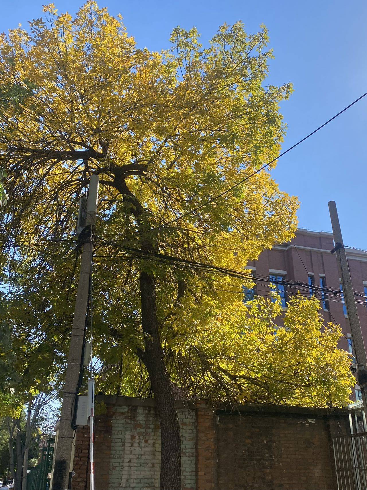 牛奶批评罐头鱼