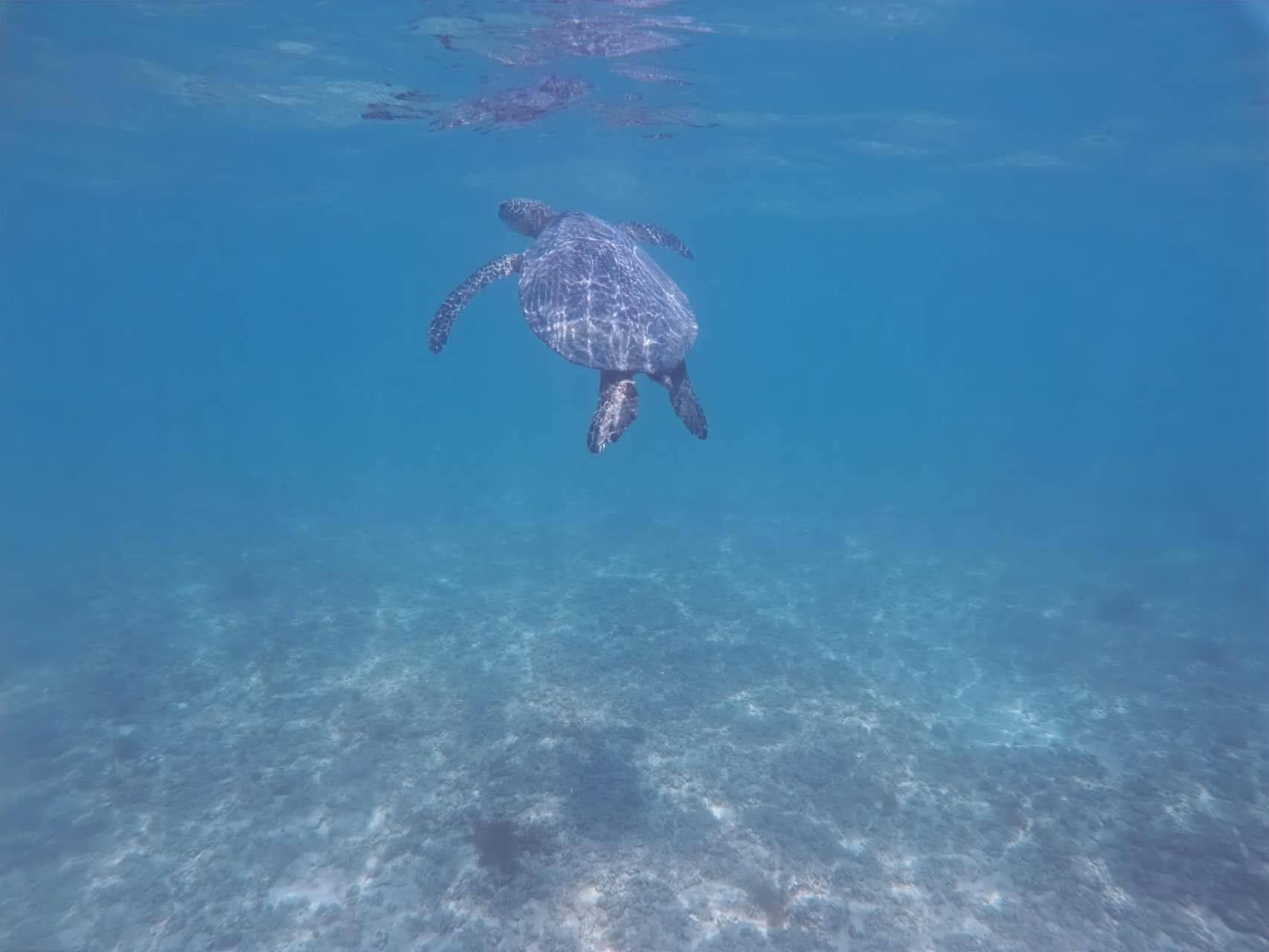 玄武湖畔的攀西