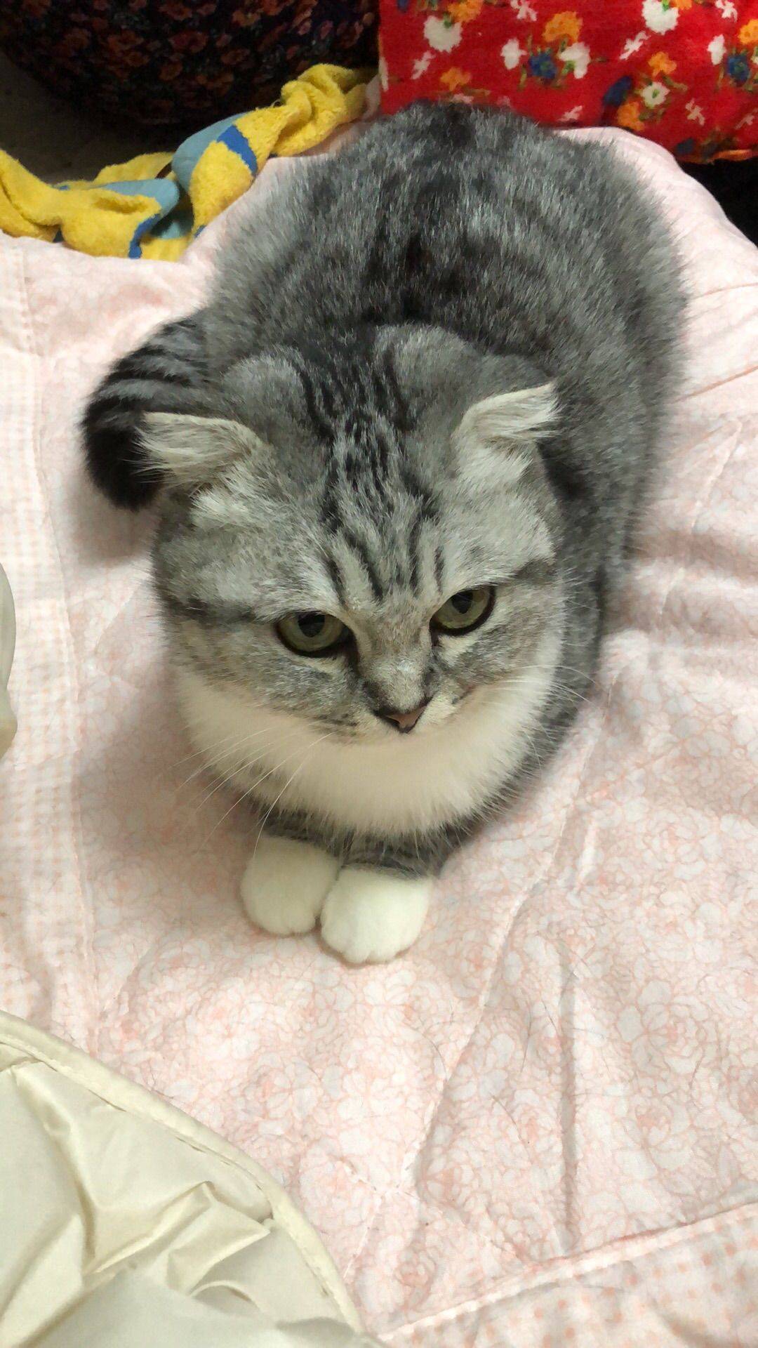 L