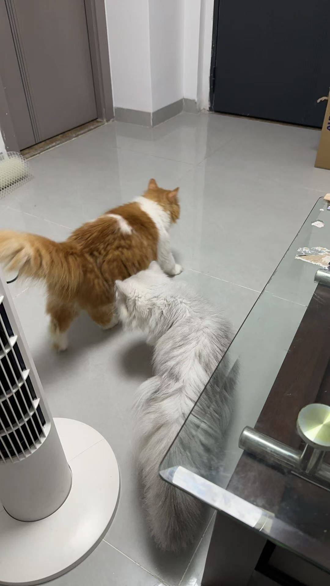 小宝饲养员