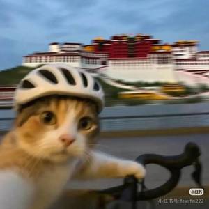 向上
