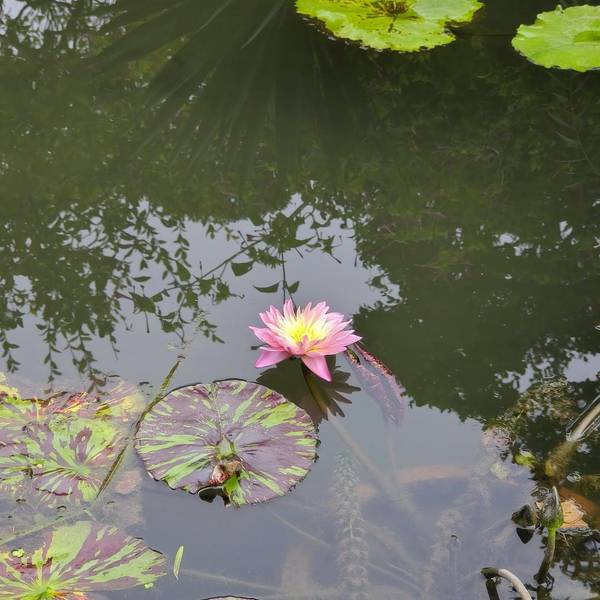 比格星的登山冬瓜