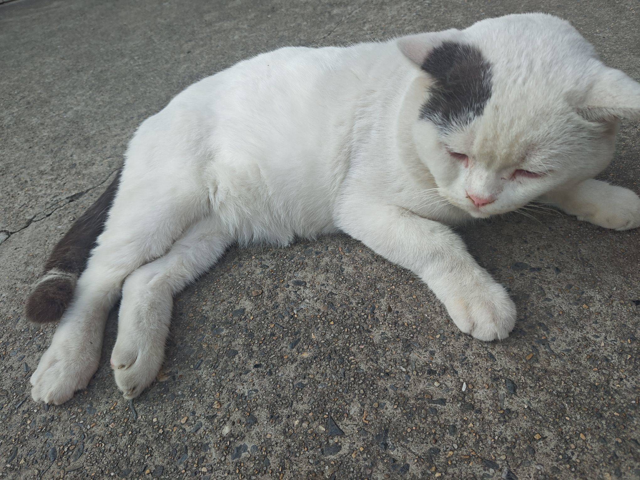 肥子养猫