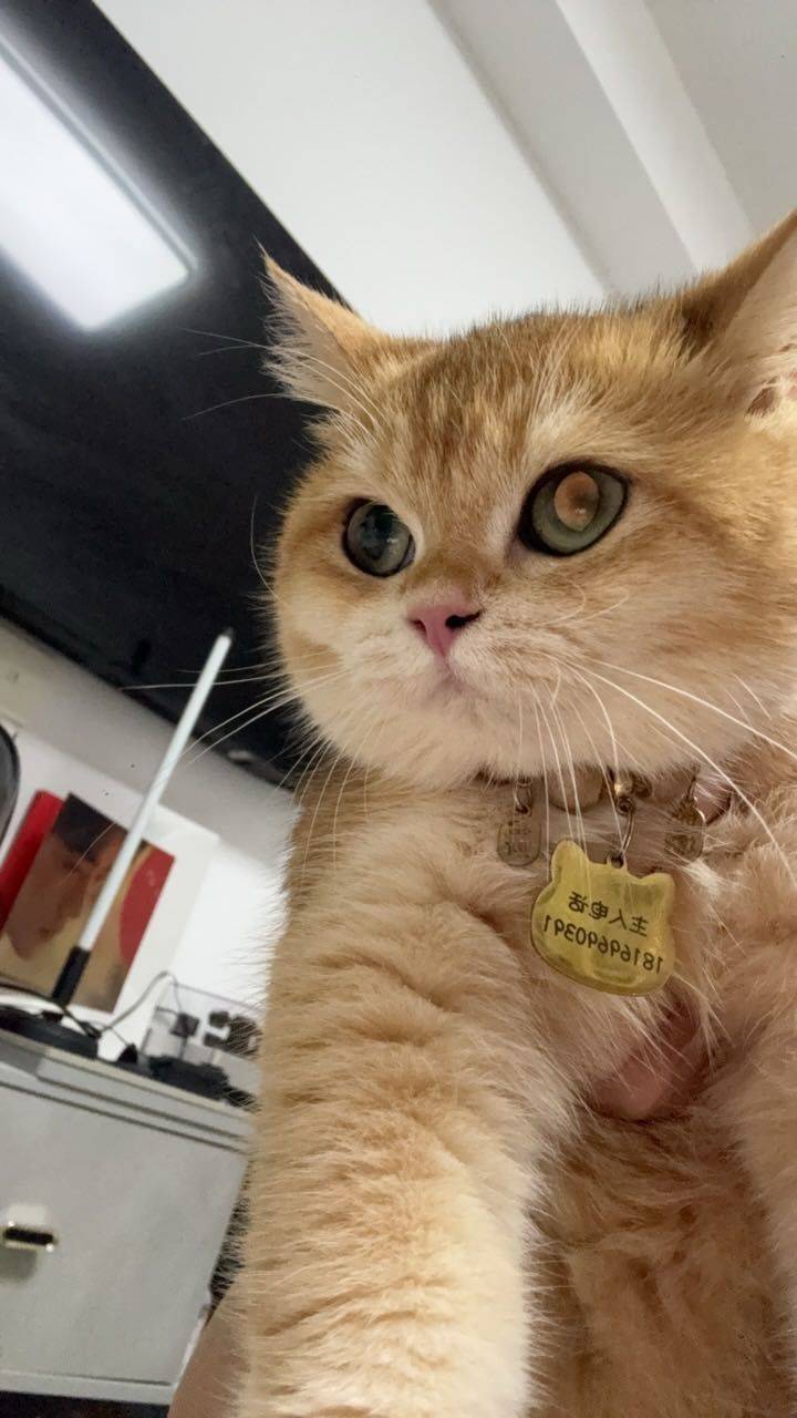 糕冷小美🍬