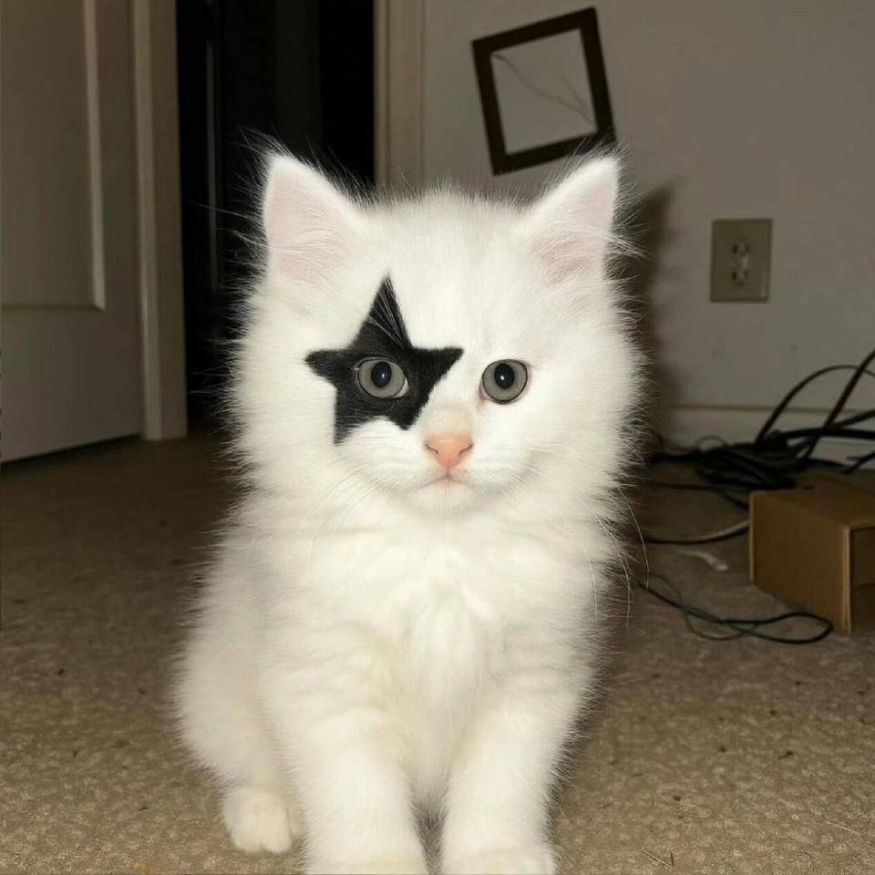 猫猫神
