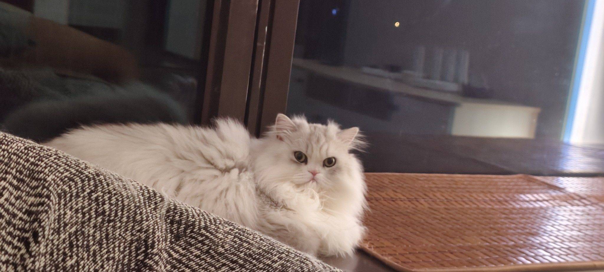 叶子