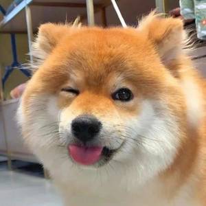 小狗困困包