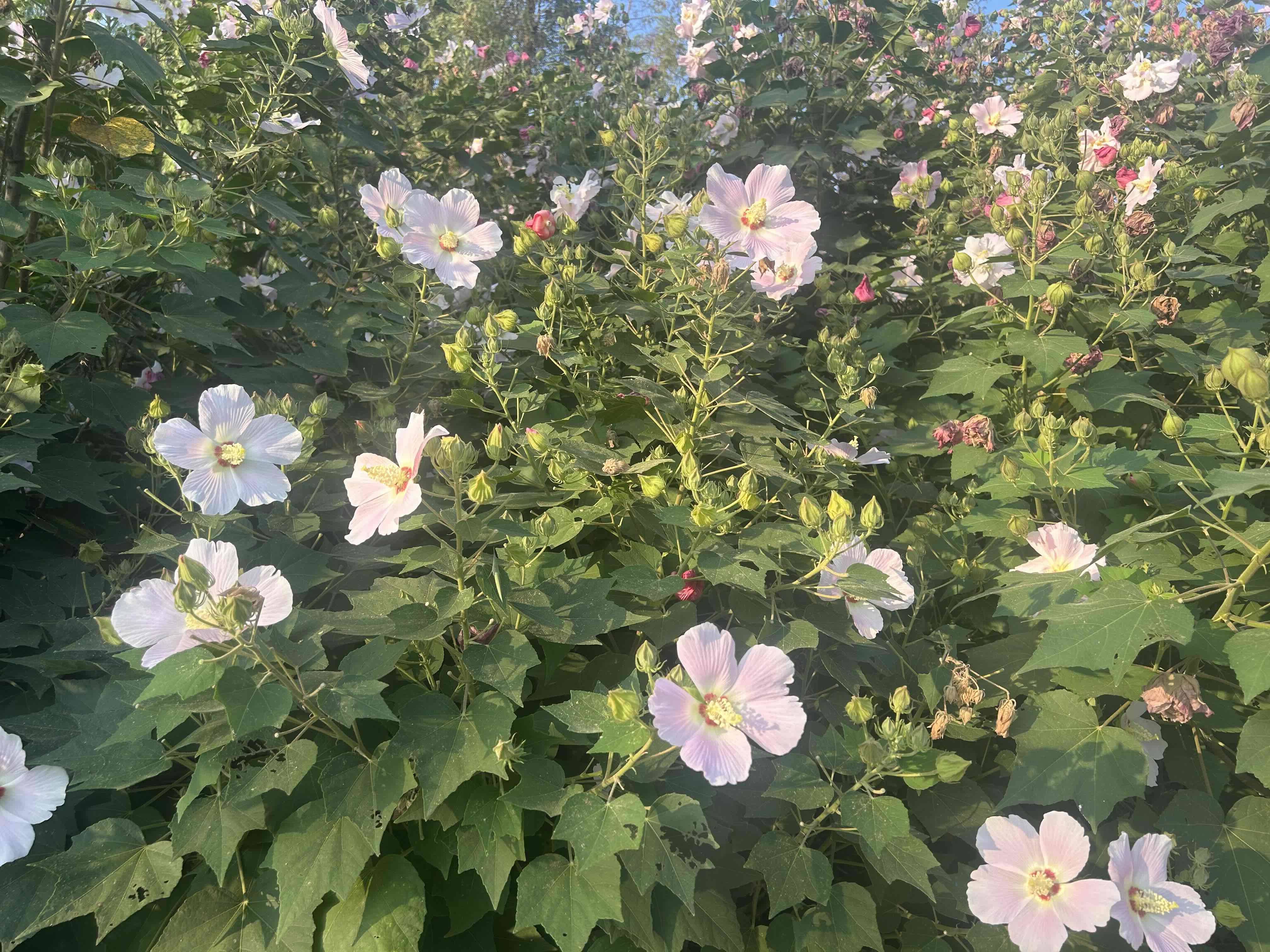 小花