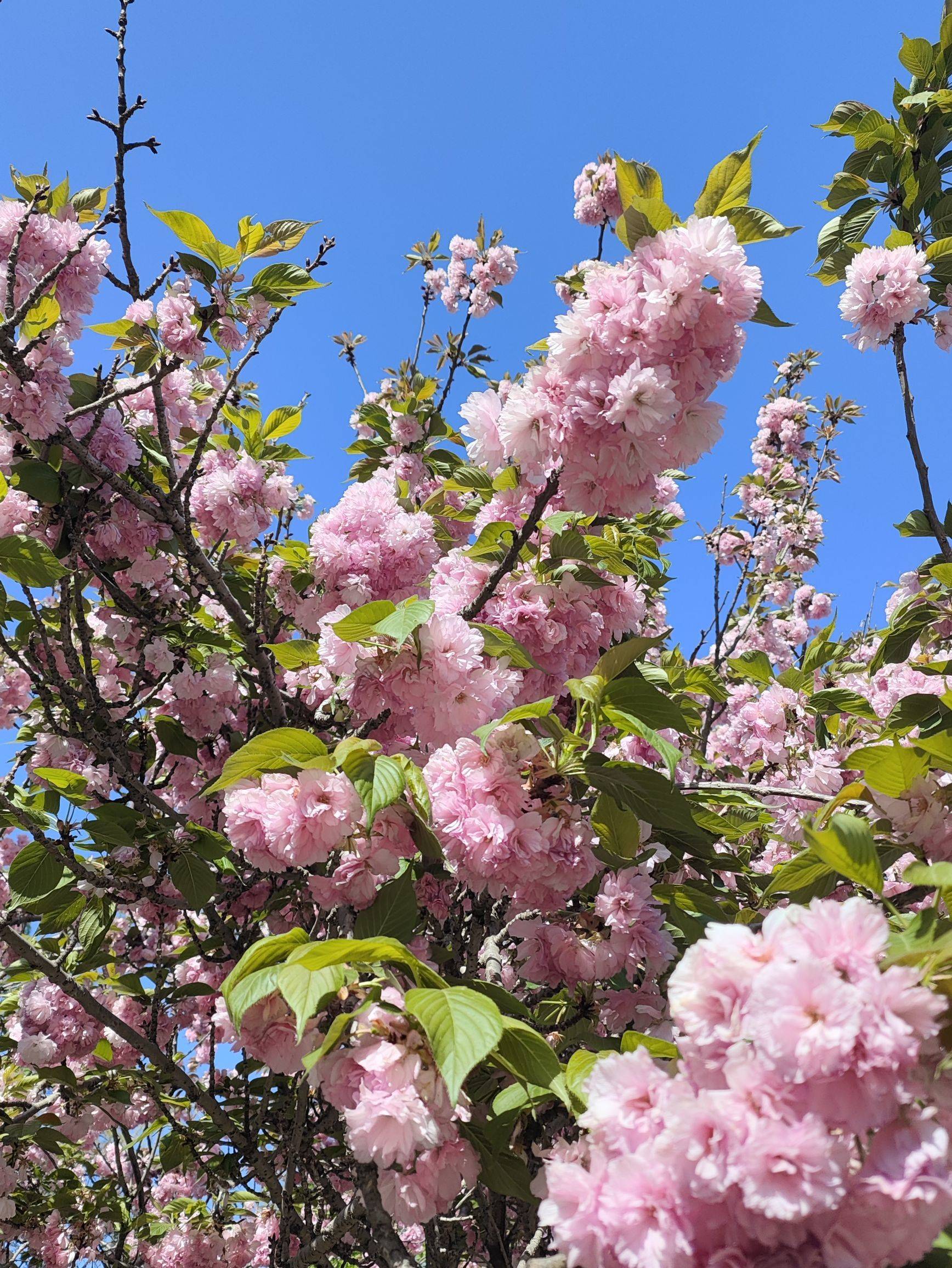 芋泥啵啵