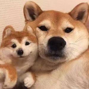 枯木逢春